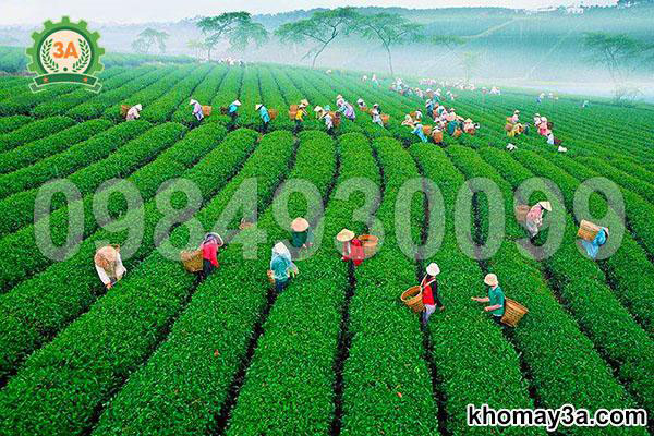 máy cắt chè cầm tay