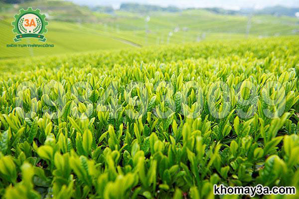 máy cắt chè cầm tay