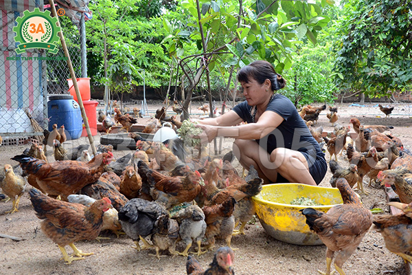 nguyên liệu làm cám viên cho gà