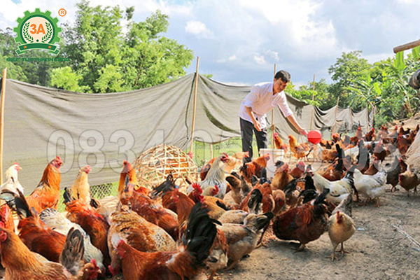 nguyên liệu làm cám viên cho gà