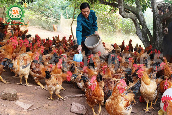 nguyên liệu làm cám viên cho gà