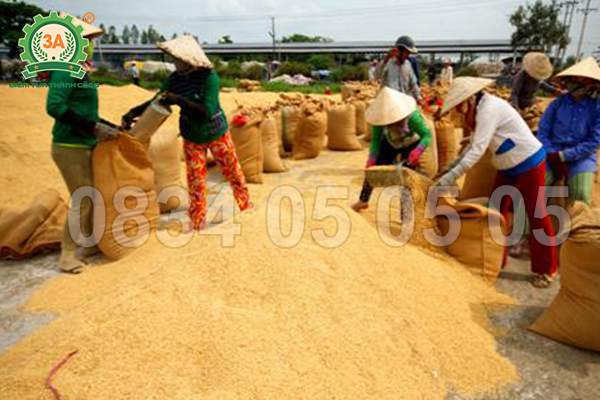 Máy hút thóc đóng bao