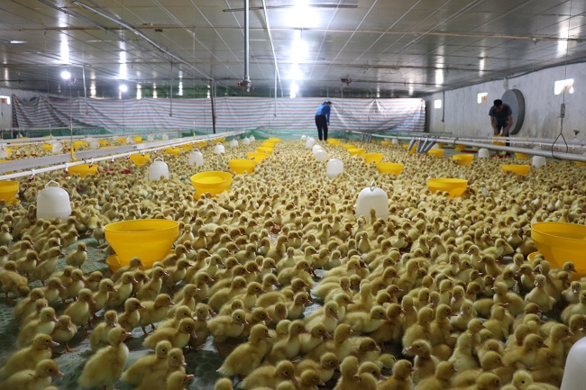 nuôi vịt trên sàn