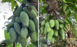kỹ thuật trồng và chăm sóc cây xoài