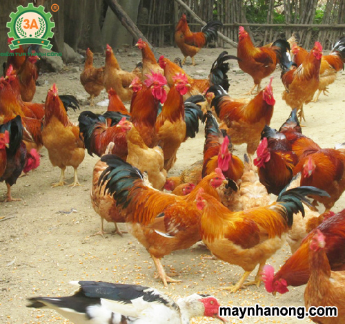Các loại thức ăn cho gà thả vườn