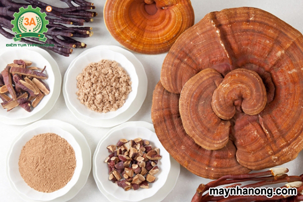 Cách chế biến nấm linh chi