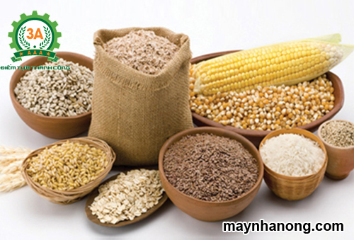Cách chế biến thức ăn tinh bột cho gia súc