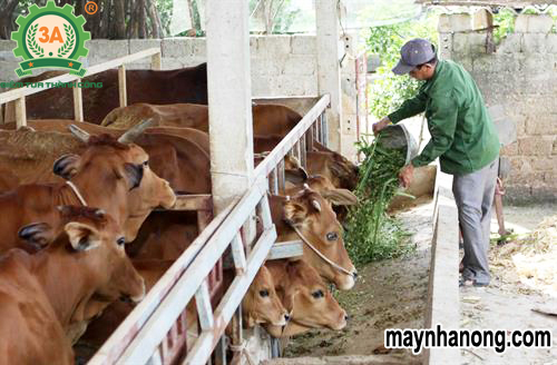 Cách chống rét cho trâu bò trong mùa đông