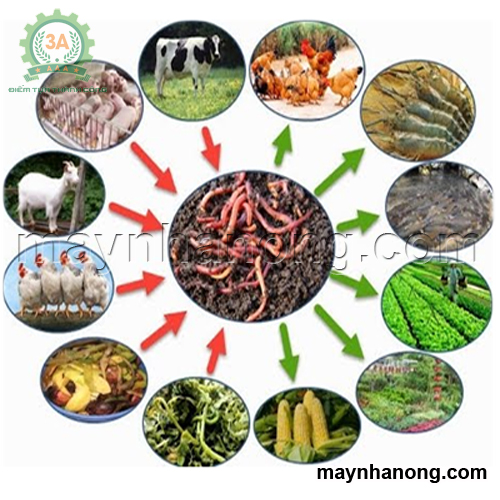 Cách làm cám viên cho vật nuôi từ trùn quế