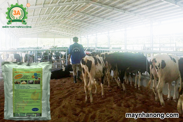 Cách làm đệm lót sinh học cho bò
