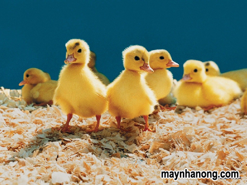 Các cách nuôi vịt con mới nở giúp bà con chăn nuôi thành công