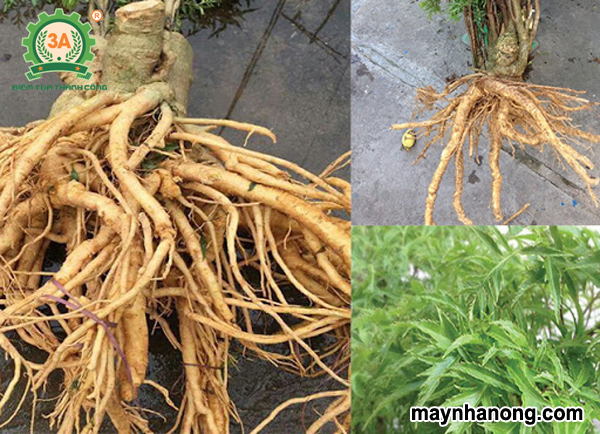 Cách sử dụng cây đinh lăng