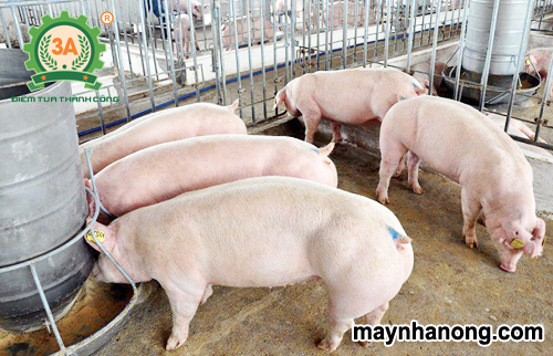Cách tính lượng thức ăn cho lợn thịt