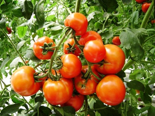 Kỹ thuật trồng cà chua sạch tại nhà