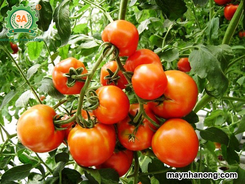 Kỹ thuật trồng cây cà chua