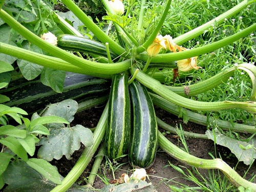 Kỹ thuật trồng và chăm sóc cây bí ngồi cho năng suất cao