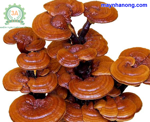 Cách trồng nấm linh chi trên bã mía