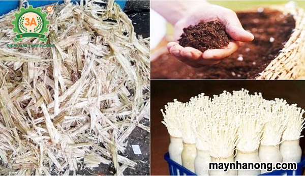 Cách ủ bã mía trồng nấm