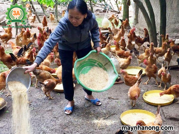 Cách ủ cám ngô cho gà bằng men ủ vi sinh