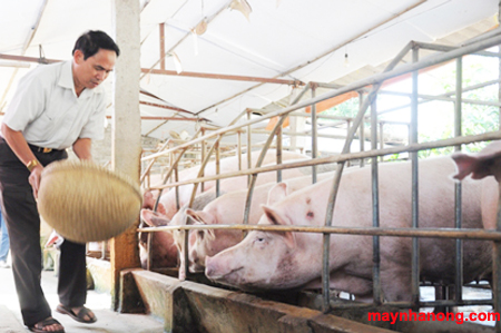 Cách ủ chua rau xanh làm thức ăn nuôi lợn