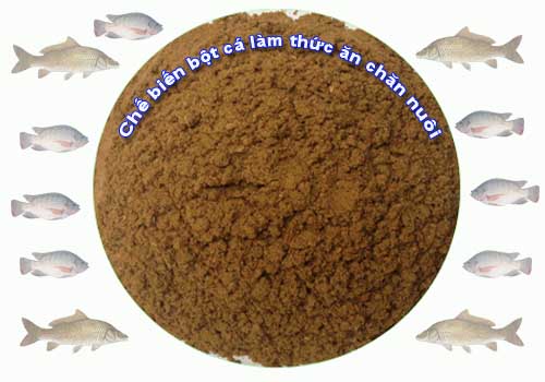 Chế biến bột cá làm thức ăn chăn nuôi