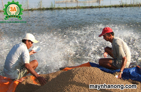 Công thức pha trộn cám cá cho hiệu quả kinh tế cao