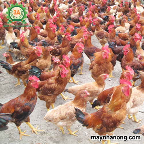 Cách phối trộn thức ăn cho gà