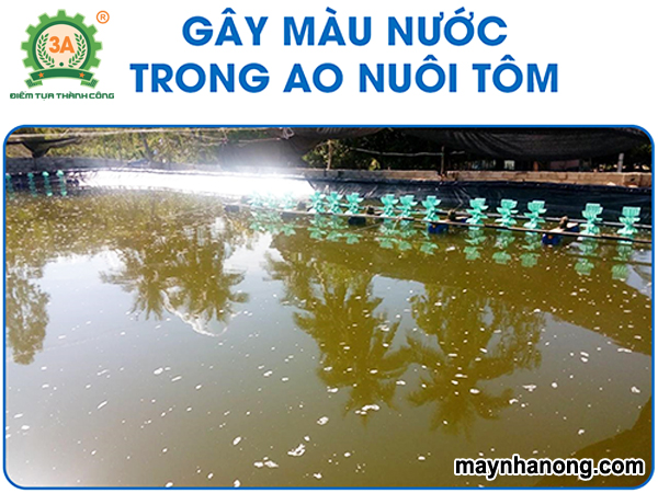 Cách gây màu nước trong ao nuôi tôm