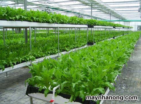Xử lý phế phẩm trồng nấm làm giá thể trồng rau sạch