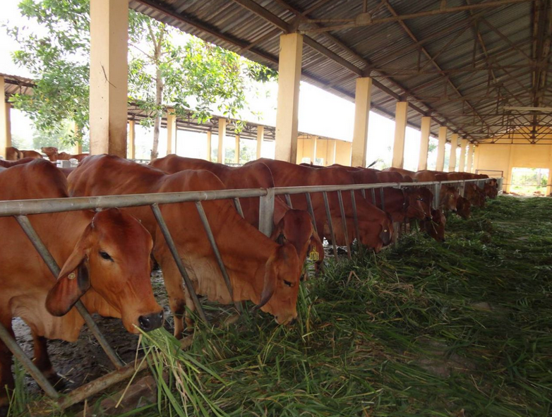 Khẩu phần ăn cho bò nhốt chuồng