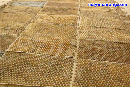 Kỹ thuật gieo mạ khay cấy đứng (mạ ném)