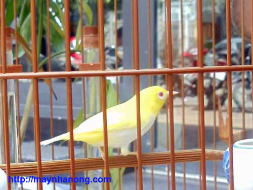 Kinh nghiệm nuôi chim cảnh