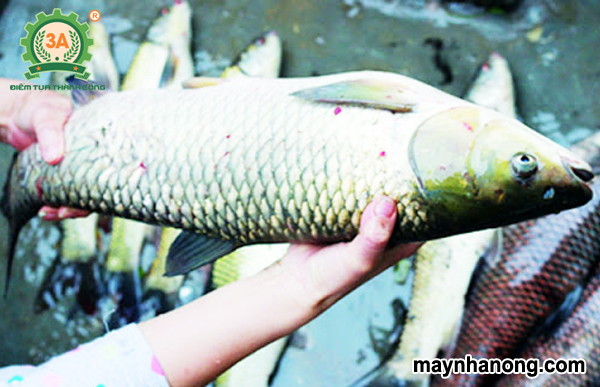 Kỹ thuật chăn nuôi cá trắm cỏ