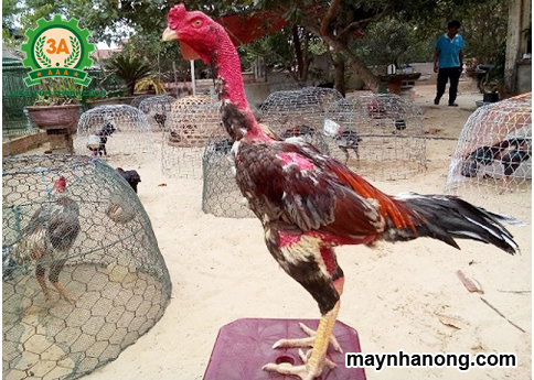 Kỹ thuật chăn nuôi gà chọi cho người mới chơi