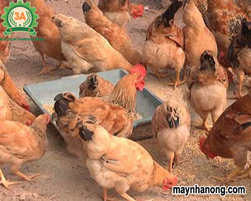 Cách điều trị bệnh đậu gà