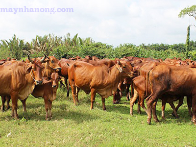 Kỹ thuật nuôi bò sinh sản