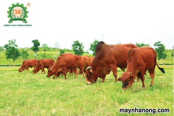 Kỹ thuật chăn nuôi bò thịt