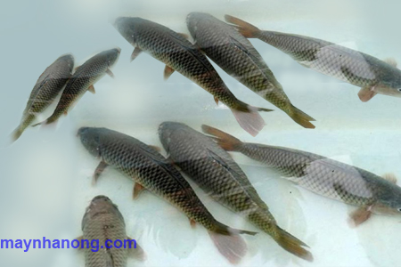 Kỹ thuật nuôi cá chép