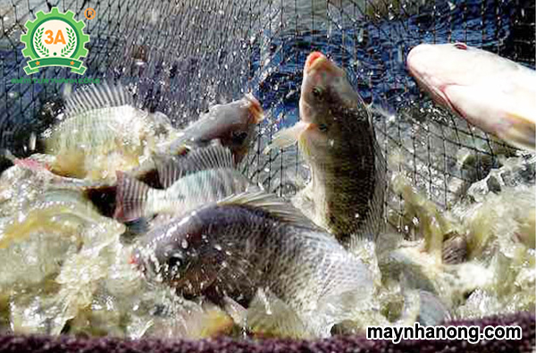 Kỹ thuật nuôi cá rô phi trong ao