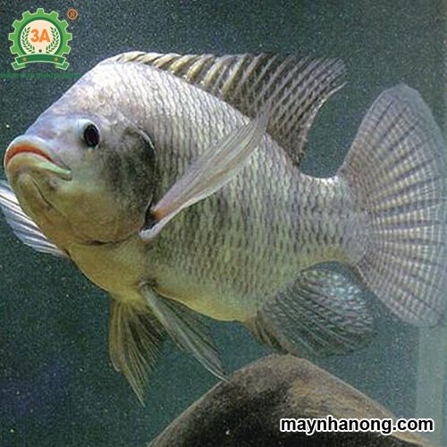 Kỹ thuật nuôi cá rô phi