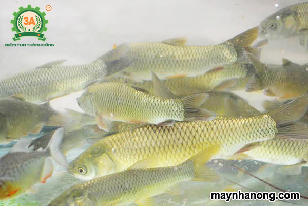 Thức ăn cho cá trôi Ấn Độ
