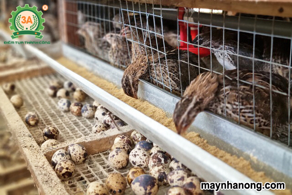 Kỹ thuật nuôi chim cút đẻ trứng