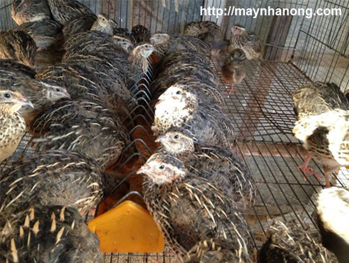 Kỹ thuật nuôi chim cút