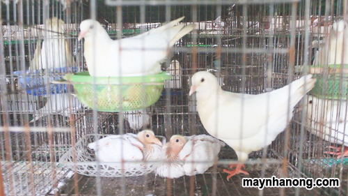 Kỹ thuật chăn nuôi chim bồ câu sinh sản