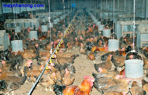 Công thức pha trộn cám gà