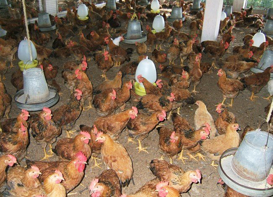 Cách phòng trị một số bệnh thường gặp ở ngan, vịt