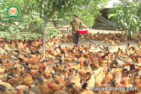 Kỹ thuật nuôi gà tàu vàng