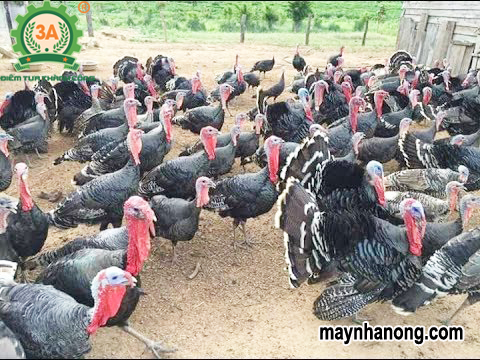 Kỹ thuật chăn nuôi gà tây