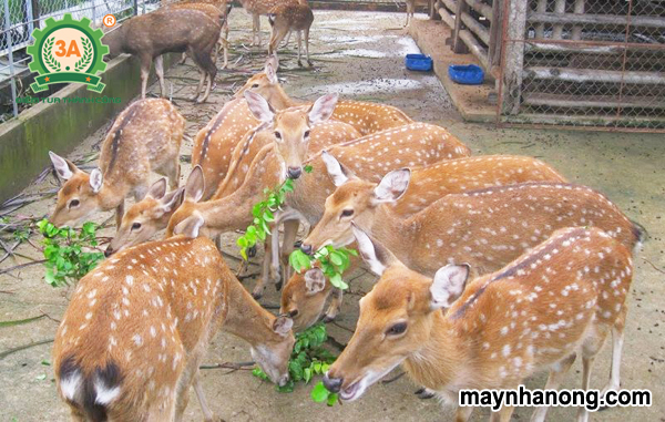 Kỹ thuật nuôi nai thịt