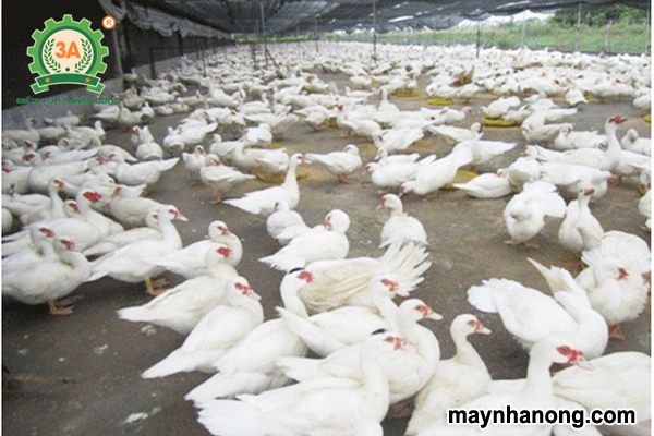 Kỹ thuật nuôi ngan thịt siêu nạc